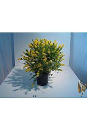 Cytisus hybrid Ø18