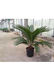 Cycas revoluta Ø18