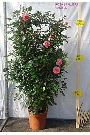Rosa hybrid Mix C10 Lit. 120 cm špalir