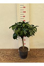 Citrus bergamia Bergamotto Ø20 Na steblu 30 cm