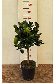 Citrus unshiu Satsuma Ø20 Na steblu 30 cm