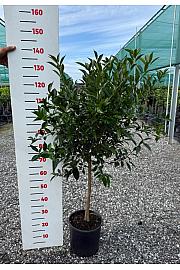 Citrus reticulata Mandarina Ø24 Na steblu 50 cm