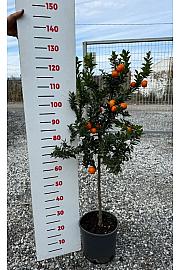 Citrus myrtifolia Chinotto Ø24 Na steblu 50 cm