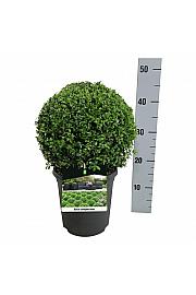 Buxus sempervirens C4 Lit. 25+ cm; Krogla