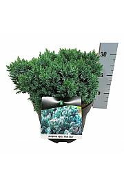 Juniperus squamata Blue Star C7,5 Lit. 30-40 cm