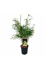 Fargesia rufa C6 Lit. 60-80 cm