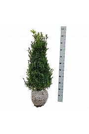 Buxus sempervirens bala 60-80 cm