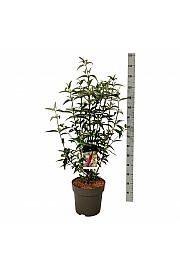 Buddleja davidii Ile de France C15 Lit 100-125 cm
