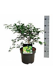 Ginkgo biloba Little Emperor C5 Lit. 30-40 cm