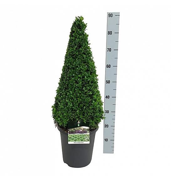 Buxus sempervirens C8,5 Lit. 60-70 cm; Piramida