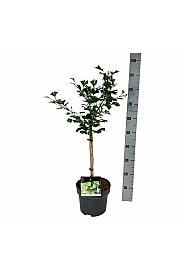 Ginkgo biloba Little Emperor C5 Lit. Na steblu 40 cm