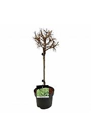 Larix decidua Globus C5 Lit. Na steblu 40 cm
