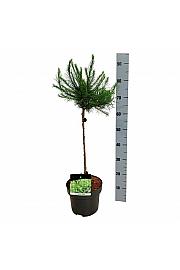 Larix decidua Globus C5 Lit. Na steblu 40 cm