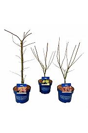 Acer JACK FROST® Mix C5 Lit. 50-60 cm