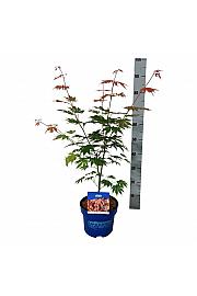 Acer pseudosieboldianum North Wind ® C5 Lit. 50-60 cm
