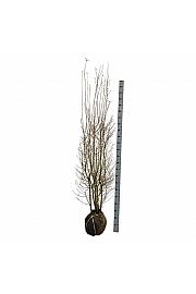 Ligustrum vulgaris Atrovirens bala 175-200 cm