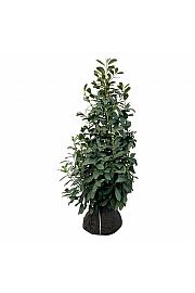 Prunus laurocerasus Novita bala 125-150 cm extra