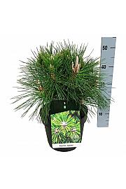 Pinus thunbergii Sayonara C7,5 Lit. 30-40 cm