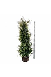 Thuja occidentalis Brabant bala 200-225 cm