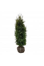 Thuja occidentalis Pyramidalis Compacta bala 140-160 cm extra