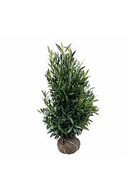 Prunus laurocerasus Renault Ace ® bala 125-150 cm extra