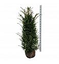 Taxus baccata bala 120-140 cm extra