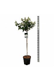 Hydrangea paniculata Early Harry C15 Lit. Na steblu 90 cm