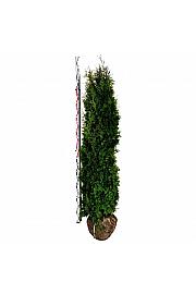 Thuja occidentalis Pyramidalis Compacta bala 180-200 cm extra