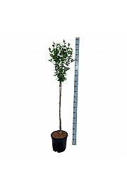 Hibiscus syriacus Hamabo C15 Lit. Na steblu 90 cm