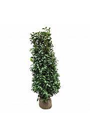 Prunus laurocerasus Obelisk bala 175-200 cm extra