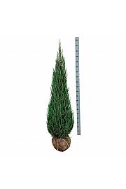Juniperus scopulorum Blue Arrow bala 150-175 cm extra