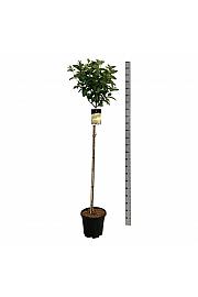 Hydrangea paniculata Candlelight C15 Lit. Na steblu 120 cm