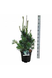 Pinus monticola Ammerland C15 Lit. 60-80 cm