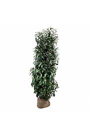 Prunus laurocerasus Elly bala 200-225 cm extra