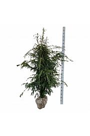 Taxus baccata Dovastoniana bala 160-180 cm extra