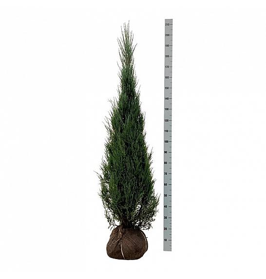 Juniperus scopulorum Blue Arrow bala 175-200 cm extra