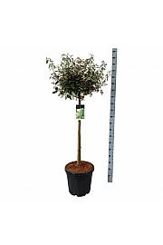 Elaeagnus ebbingei Compacta C30 Lit. Na steblu 90 cm