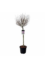 Syringa Flowerfesta ® Purple C15 Lit. Na steblu 80 cm