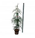 Sequoia sempervirens Winter Blue C15 Lit. 125-150 cm