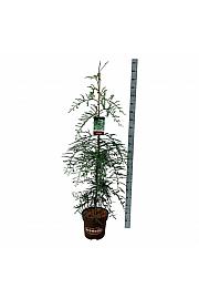 Sequoia sempervirens Winter Blue C15 Lit. 125-150 cm
