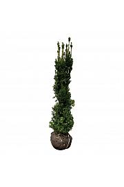 Taxus media Viridis bala 160-180 cm extra