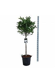 Magnolia stellata C30 Lit. Na steblu 80 cm