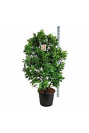 Magnolia Susan C55 Lit. 125-150 cm extra