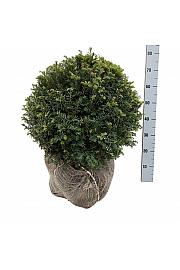 Taxus baccata bala 55-60 cm; Krogla extra