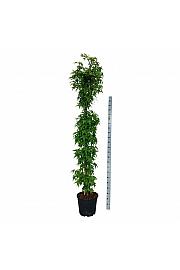 Liquidambar styraciflua Slender Silhouette C30 Lit. 225-250 cm extra