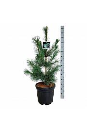 Pinus monticola Ammerland C30 Lit. 100-125 cm extra