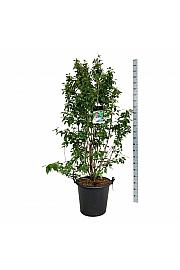 Callicarpa bodinieri Profusion C55 Lit. 175-200 cm extra