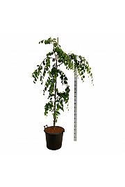 Fagus sylvatica Pendula C55 Lit. 150-175 cm extra