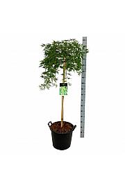 Acer palmatum dissectum C30 Lit. Na steblu 100 cm