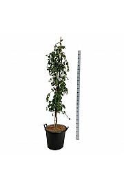 Fagus sylvatica Pendula C55 Lit. 175-200 cm extra